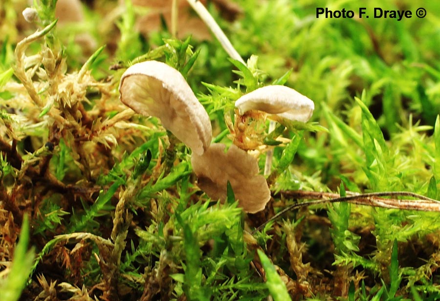 Arrhenia acerosa var. tenella (Arrhenia acerosa)