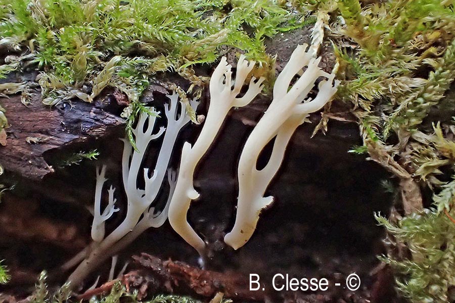 Artomyces pyxidatus