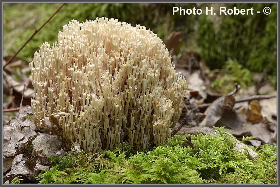 Artomyces pyxidatus