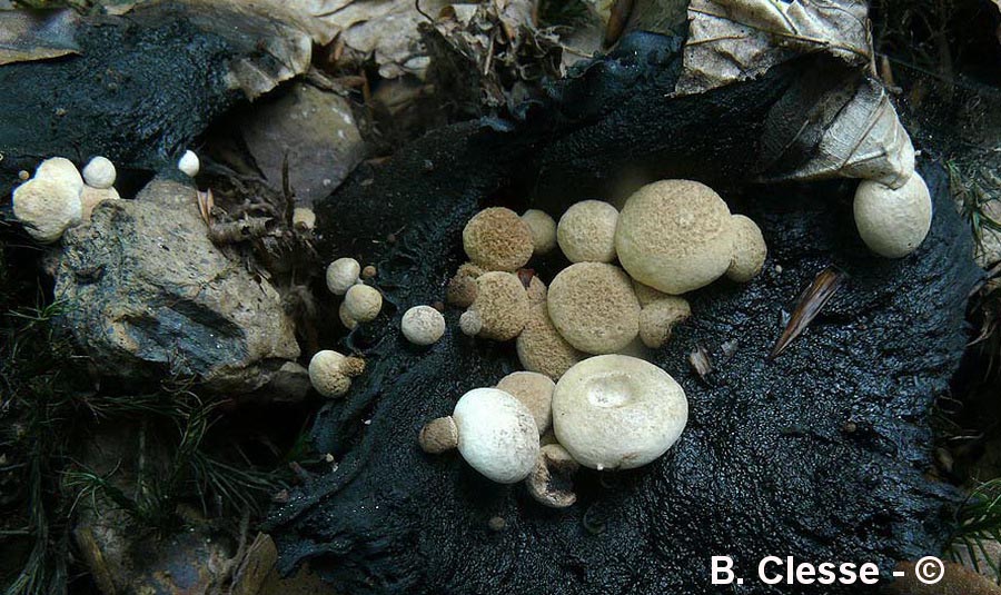 Asterophora lycoperdoides (Nyctalis asterophora, Nyctalis agaricoides, Nyctalis lycoperdoides, Asterophora agaricoides)