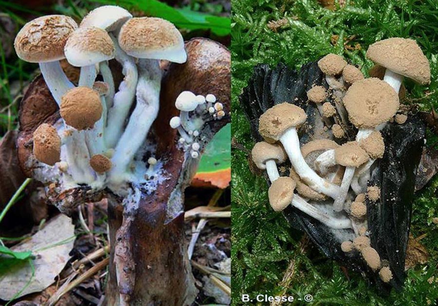 Asterophora lycoperdoides (Nyctalis asterophora, Nyctalis agaricoides, Nyctalis lycoperdoides)