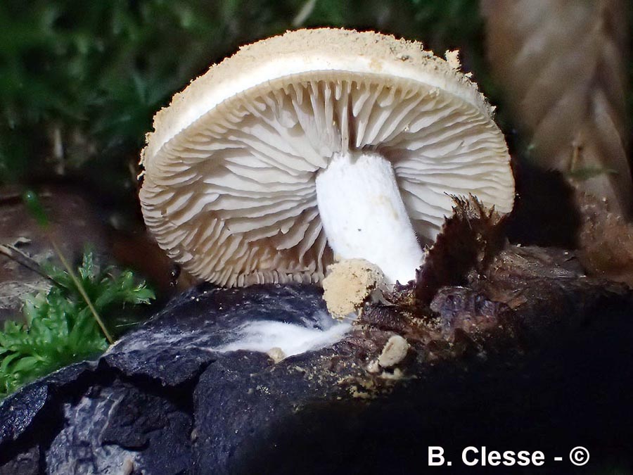 Asterophora lycoperdoides (Nyctalis asterophora, Nyctalis agaricoides, Nyctalis lycoperdoides)