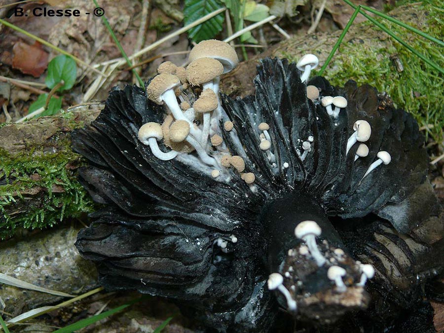 Asterophora lycoperdoides (Nyctalis asterophora, Nyctalis agaricoides, Nyctalis lycoperdoides)