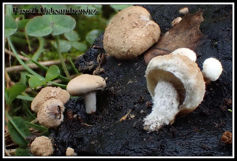 Asterophora lycoperdoides (Nyctalis asterophora, Nyctalis agaricoides, Nyctalis lycoperdoides)