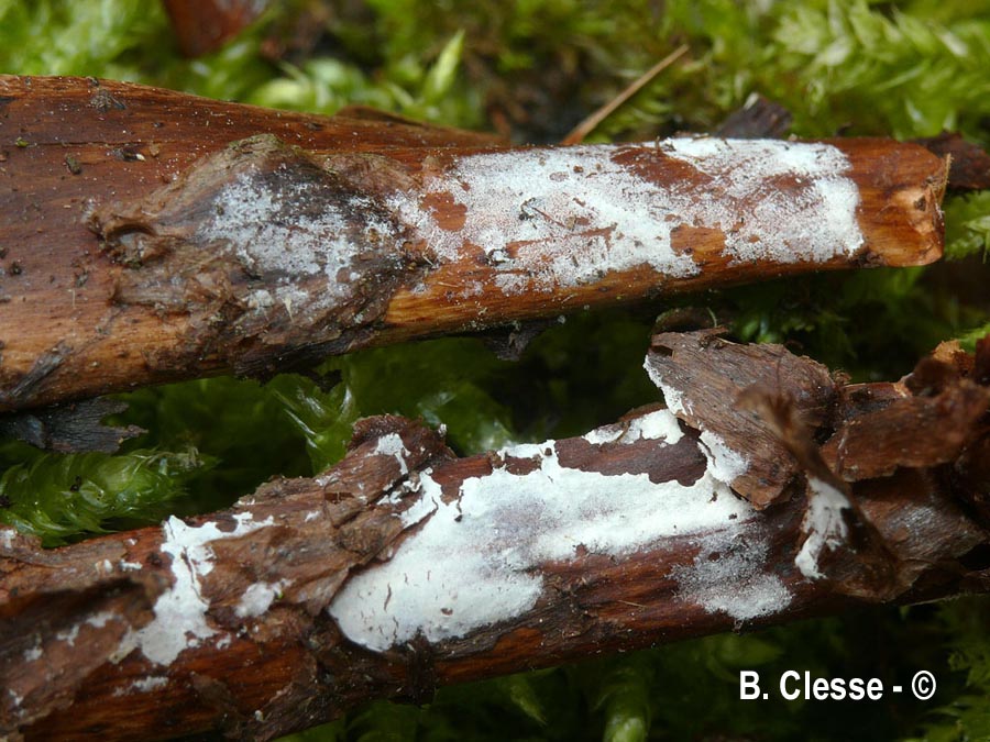 Athelopsis lembospora