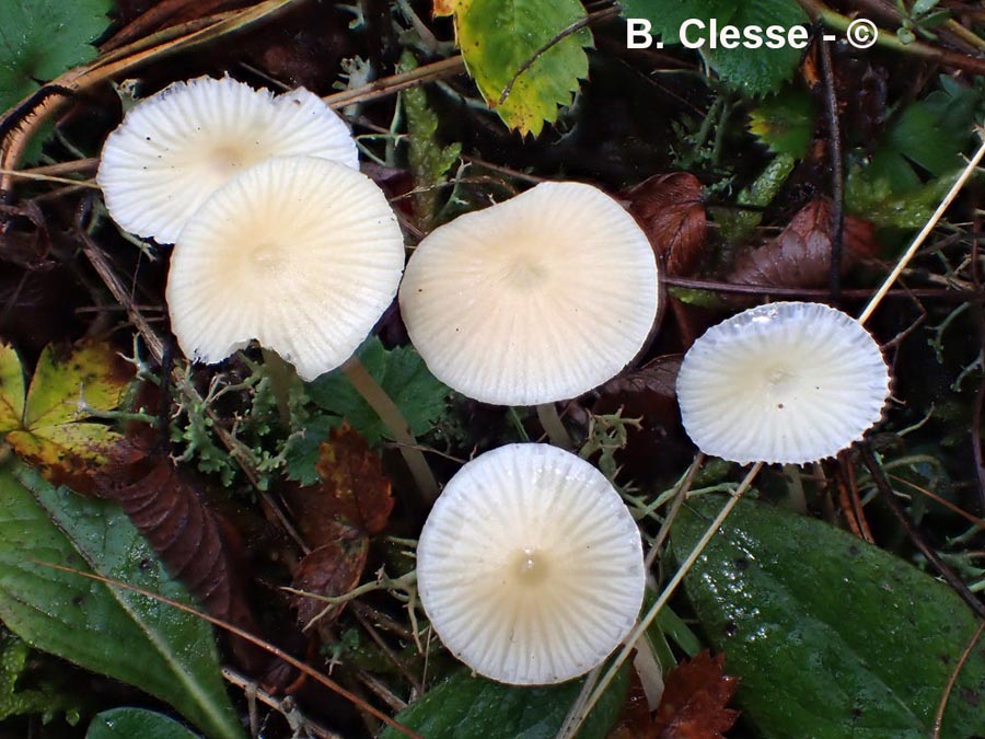 Atheniella flavoalba (Mycena flavoalba)