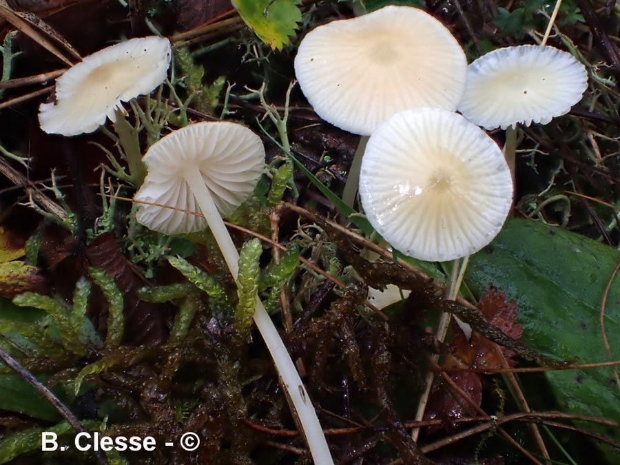 Atheniella flavoalba (Mycena flavoalba)