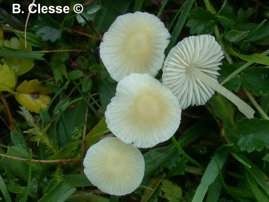 Atheniella flavoalba (Mycena flavoalba)