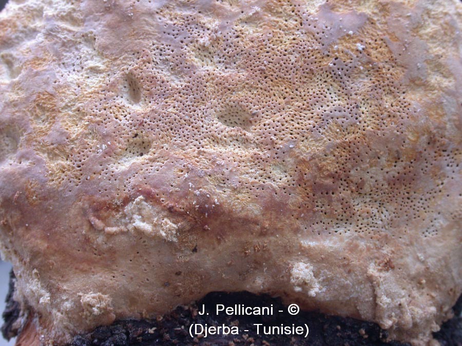 Tyromyces fissilis (Aurantiporus fissilis)