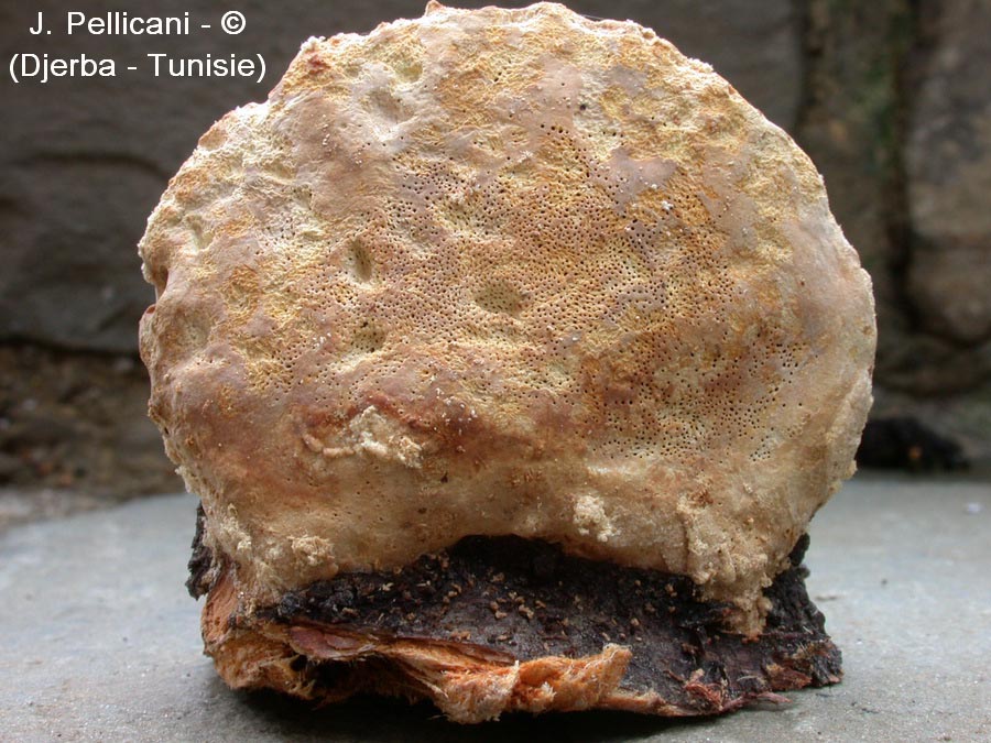 Tyromyces fissilis (Aurantiporus fissilis)