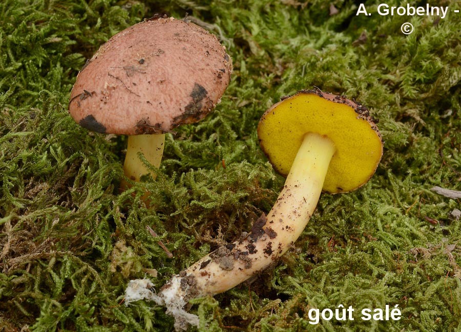 Aureoboletus gentilis