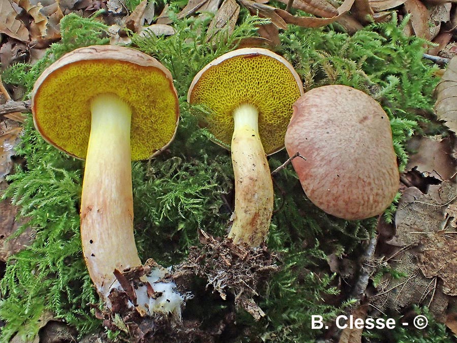 Aureoboletus gentilis