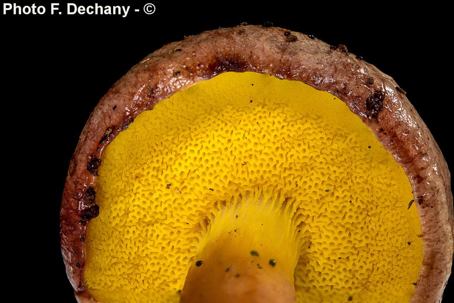 Aureoboletus gentilis (F. Dechany)