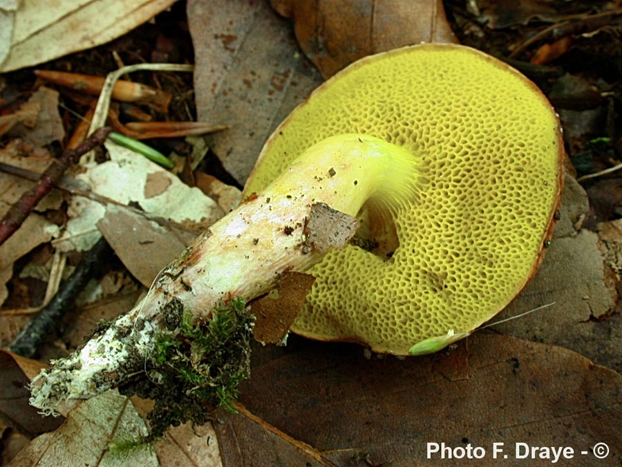 Aureoboletus gentilis