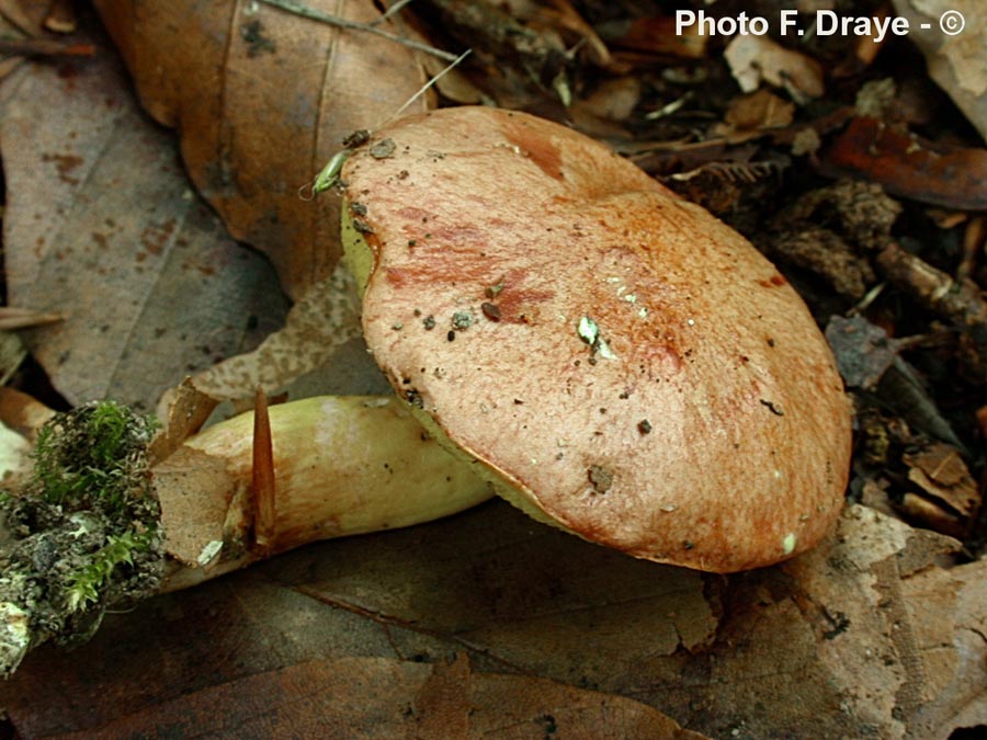 Aureoboletus gentilis