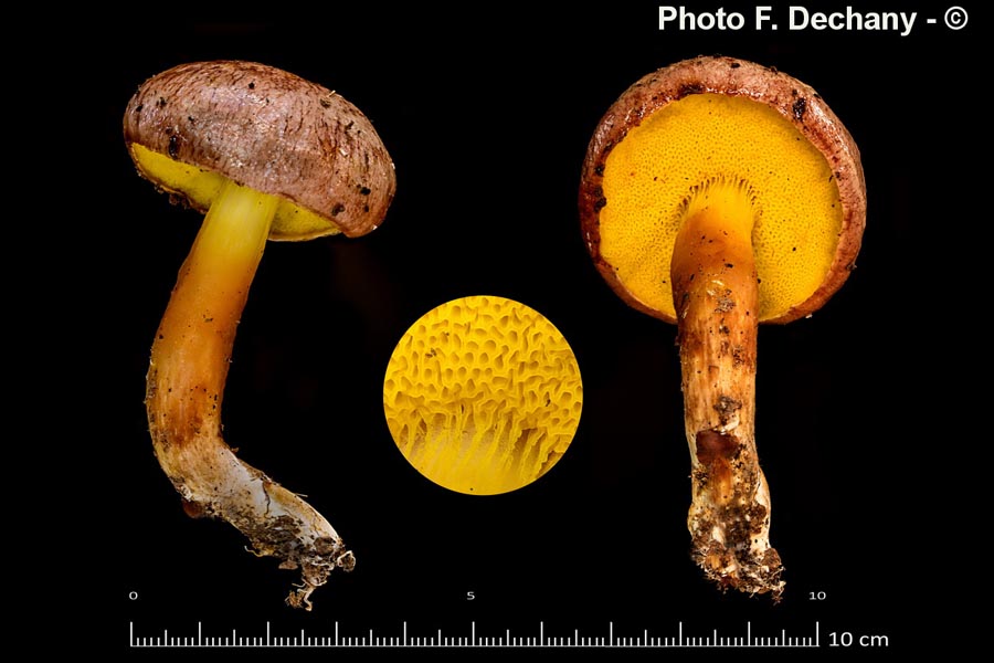 Aureoboletus gentilis (F. Dechany)