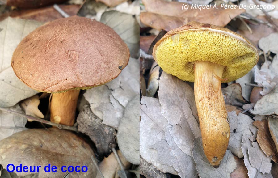 Aureoboletus moravicus