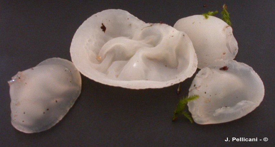 Auricularia auricula-judae var. lactea