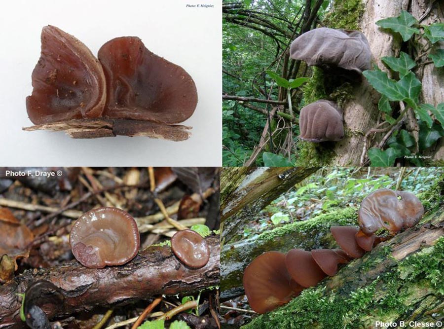 Auricularia auricula-judae