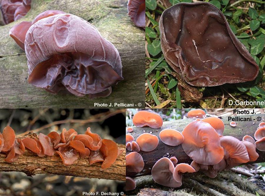 Auricularia auricula-judae