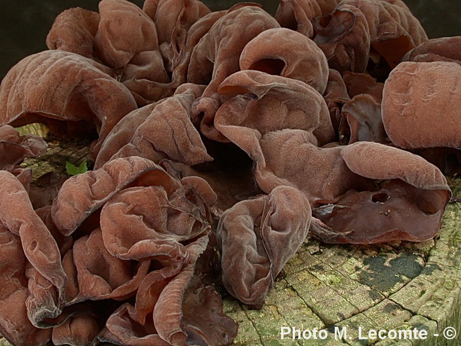 Auricularia auricula-judae