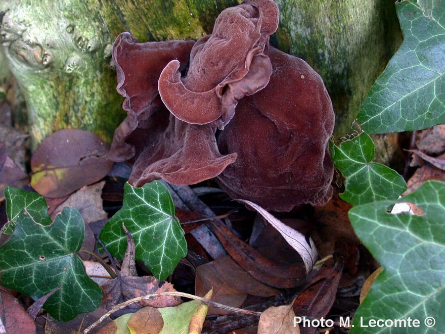 Auricularia auricula-judae