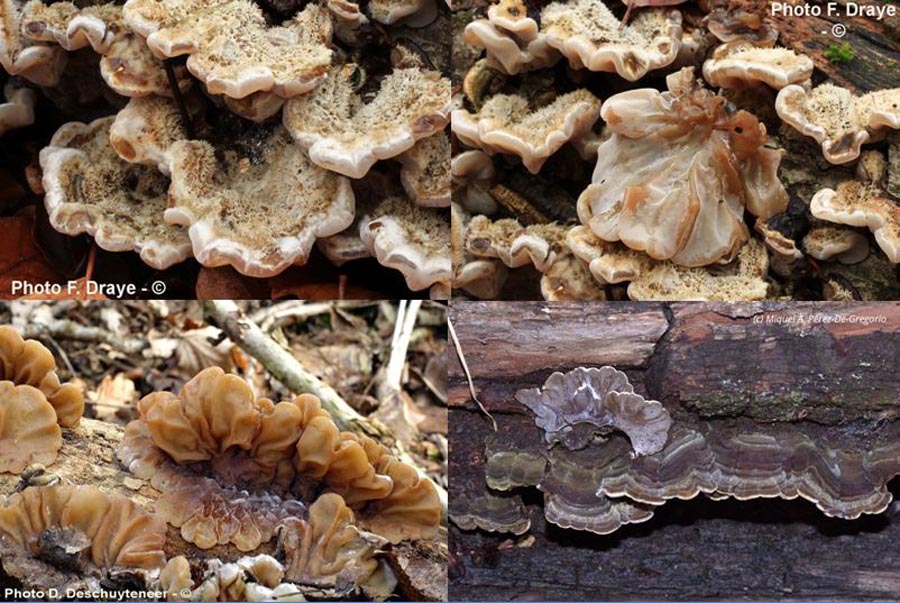 Auricularia mesenterica