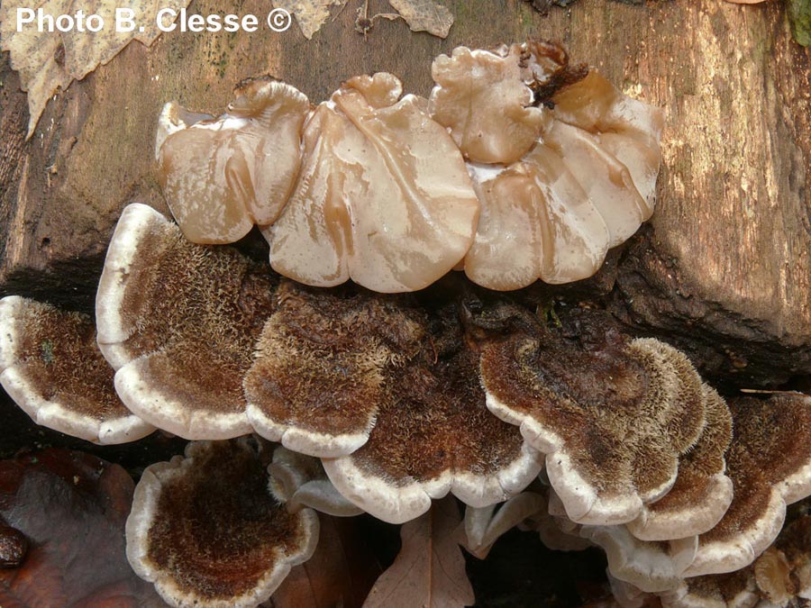 Auricularia mesenterica