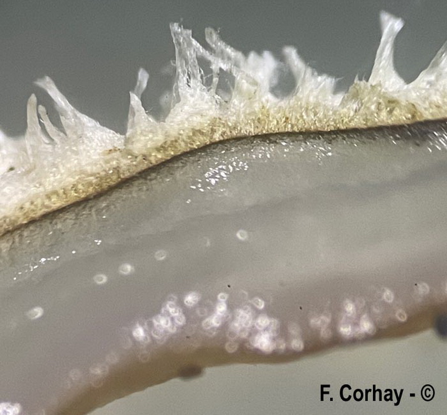 Auricularia mesenterica