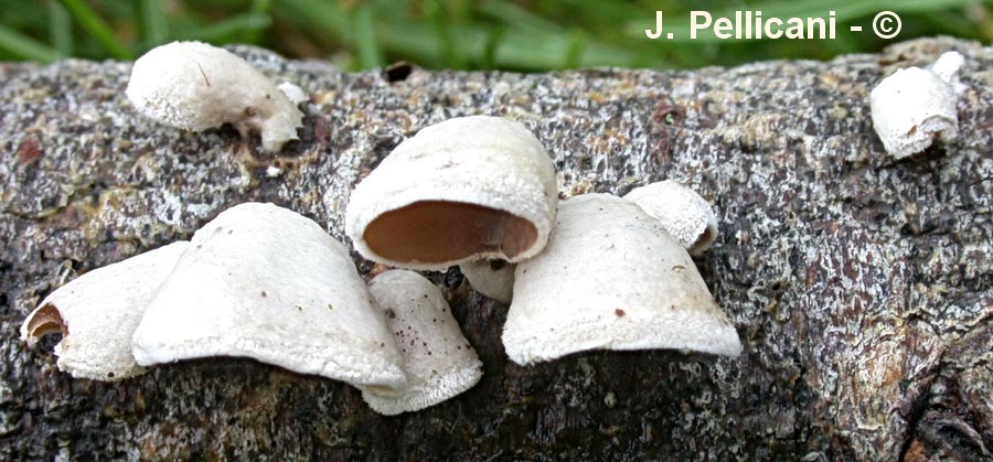 Auriculariopsis ampla (Schizophyllum amplum)