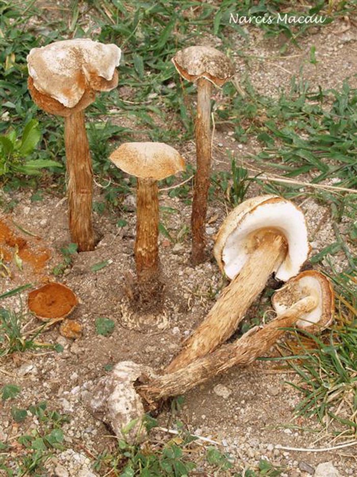 Battarrea phalloides