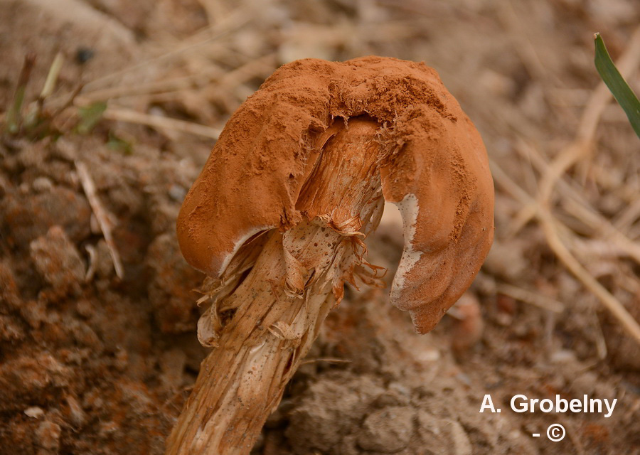 Battarrea phalloides