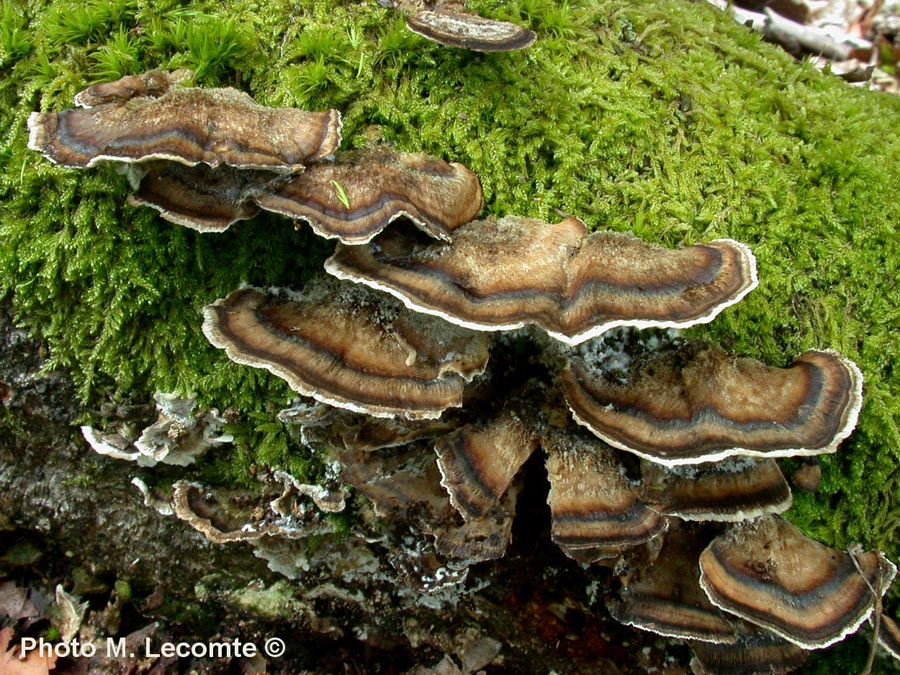 Bjerkandera adusta 