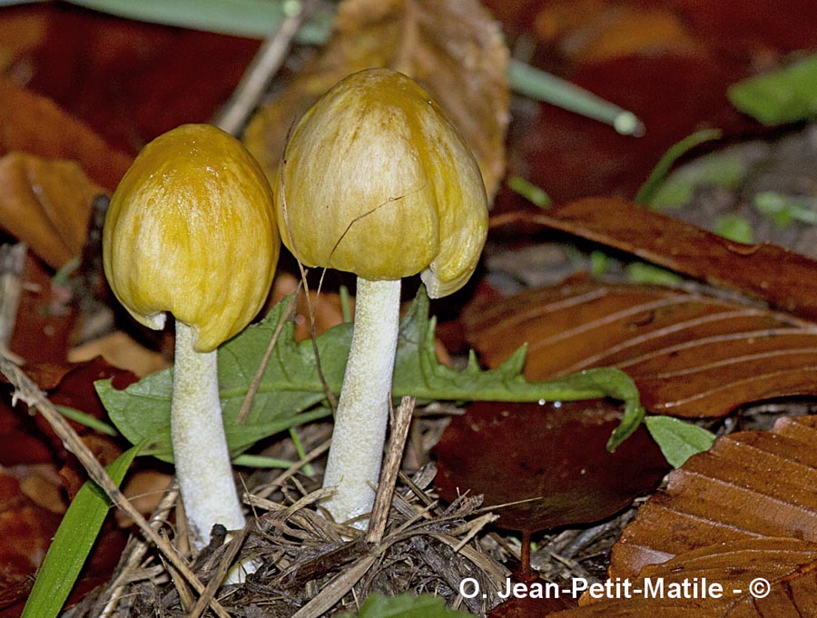 Bolbitius variicolor