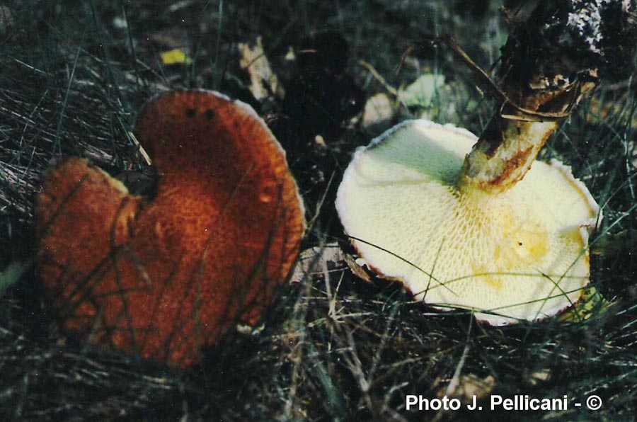 Suillus cavipes (Boletinus cavipes, Boletinus cavipes f. aureus)