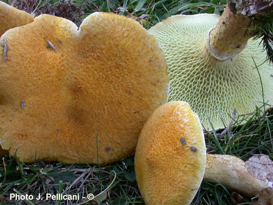 Suillus cavipes (Boletinus cavipes, Boletinus cavipes f. aureus)