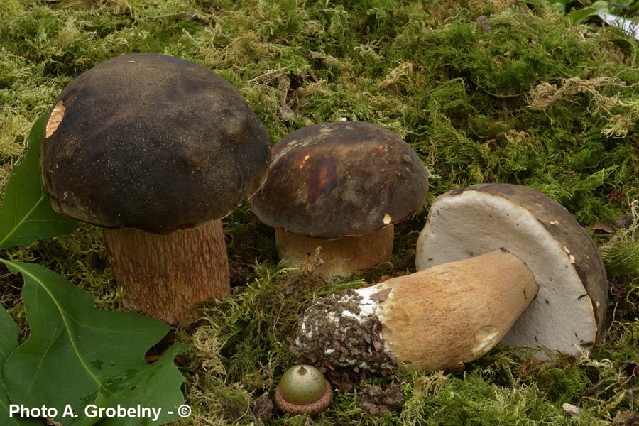 Boletus aereus