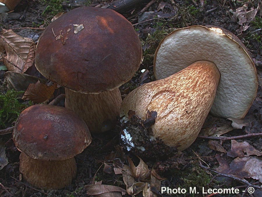 Boletus aereus