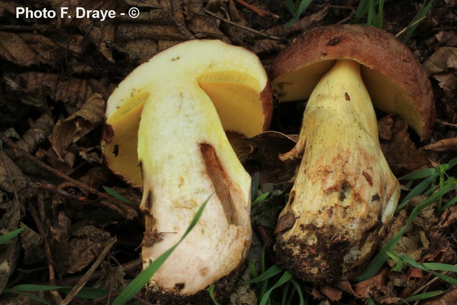 Boletus appendiculatus