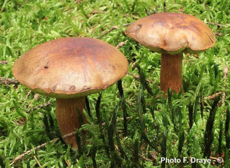 Imleria badia (= Boletus badius)