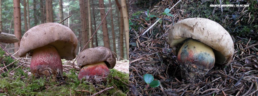 Boletus calopus (Caloboletus calopus)