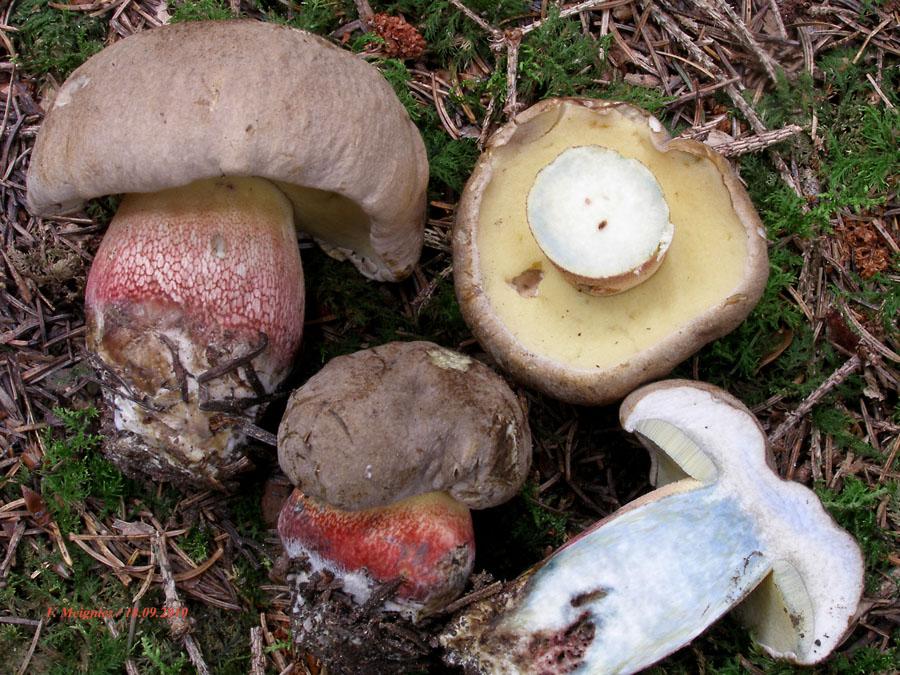 Boletus calopus