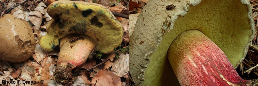 Boletus calopus (Caloboletus calopus)