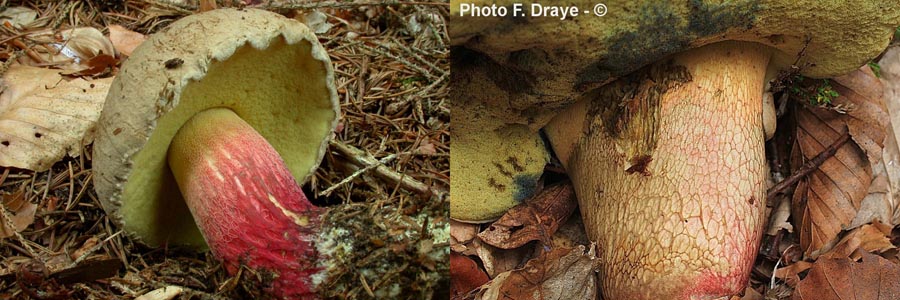 Boletus calopus (Caloboletus calopus)