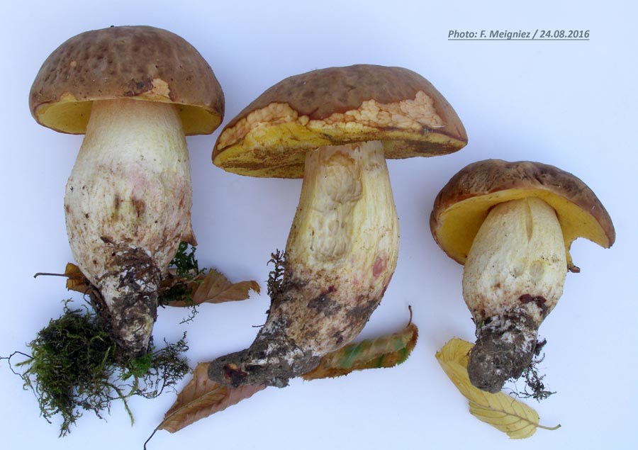 Boletus depilatus