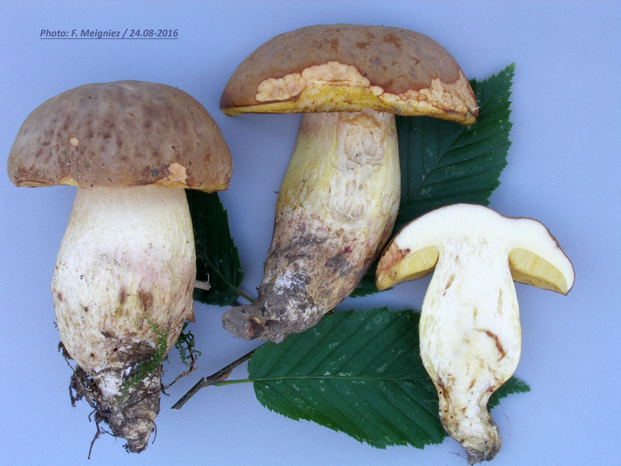 Boletus depilatus