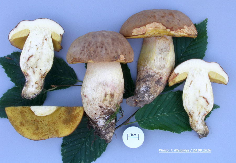 Boletus depilatus