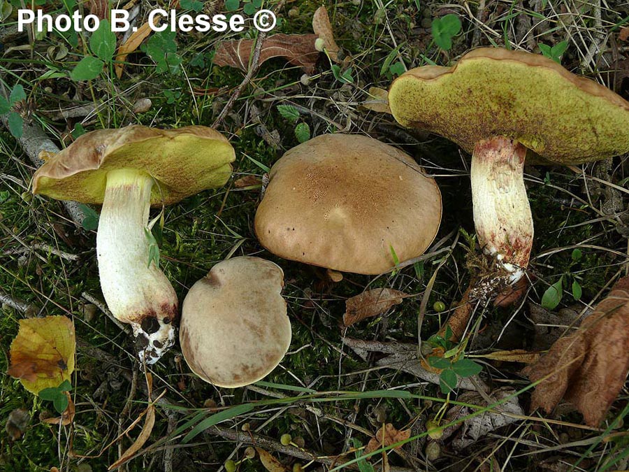 Boletus depilatus