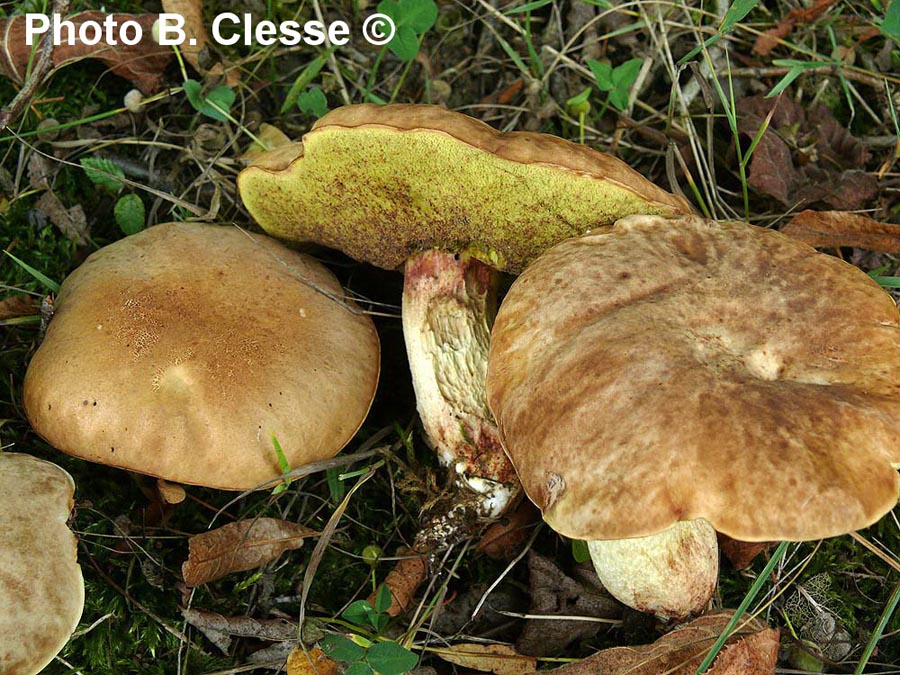 Boletus depilatus