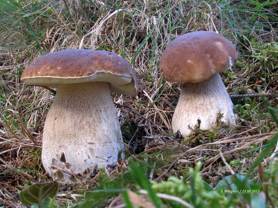 Boletus edulis